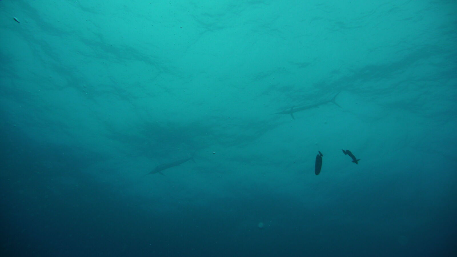 Sailfish; Tauchgang am Außenriff von Passe de Tiputa.