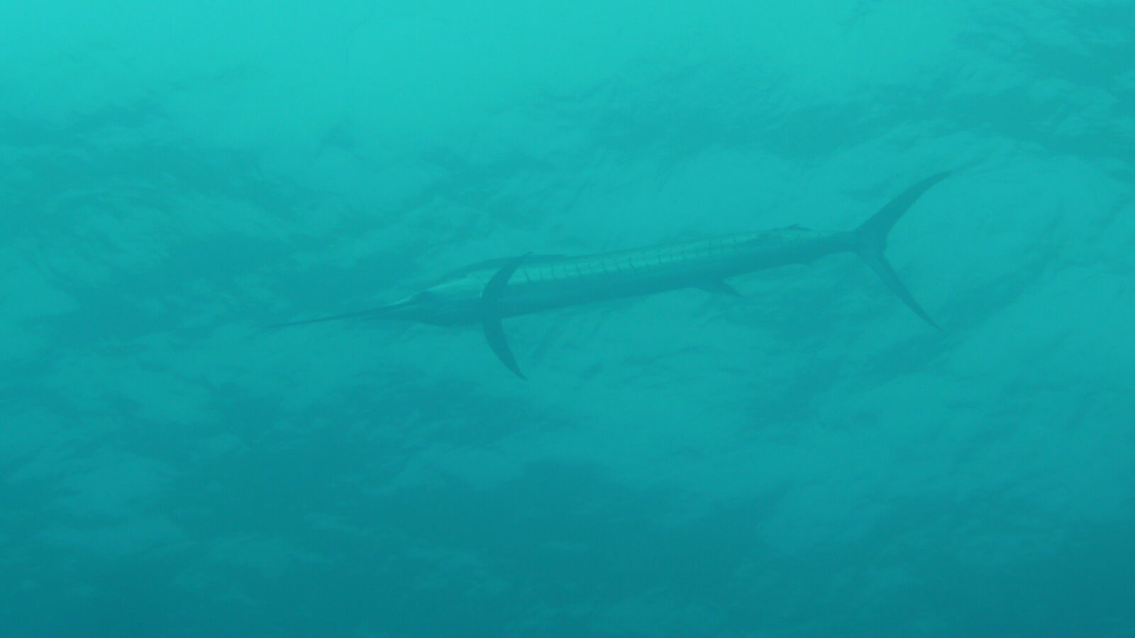 Sailfish; Tauchgang am Außenriff von Passe de Tiputa.