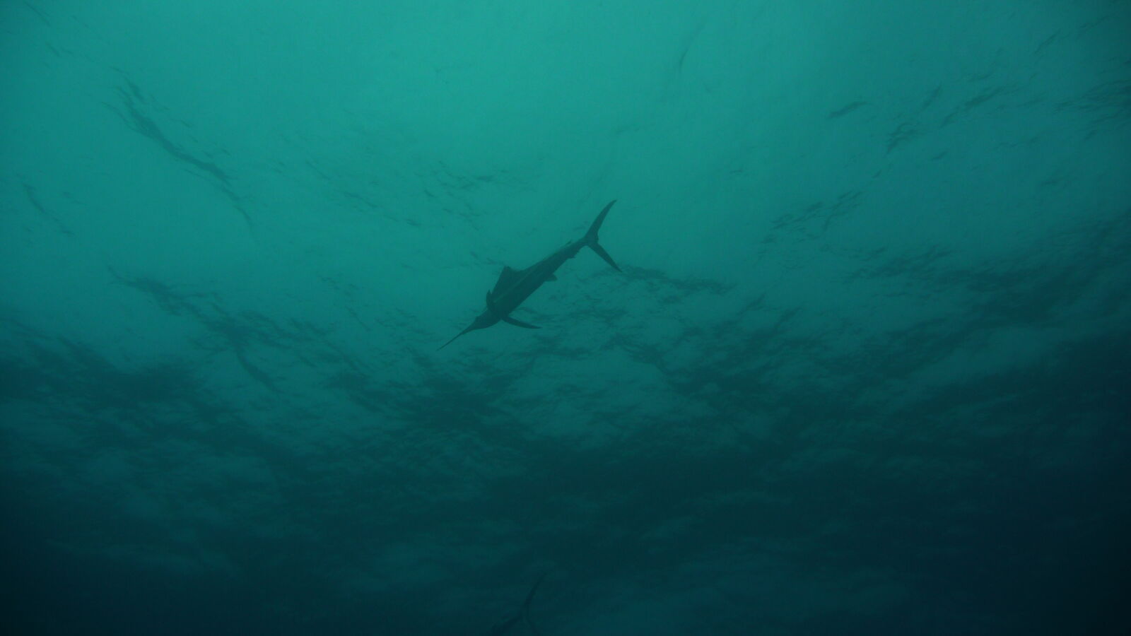 Sailfish; Tauchgang am Außenriff von Passe de Tiputa.