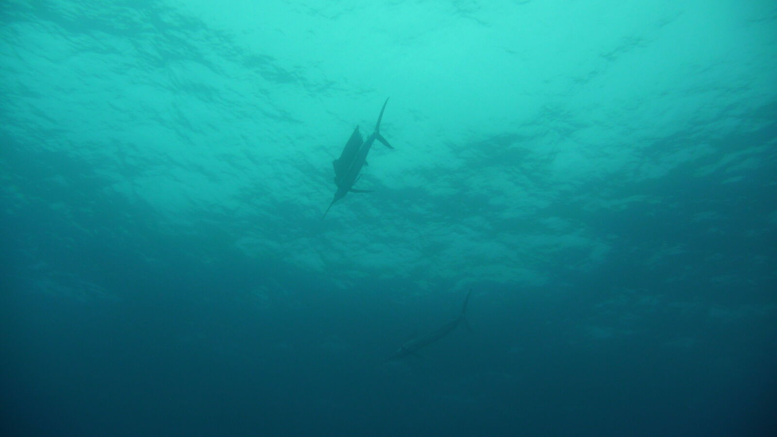 Sailfish; Tauchgang am Außenriff von Passe de Tiputa.
