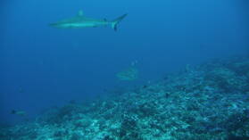 Silvertip Shark, darüber Gray Reef Shark; Tauchgang am Außenriff von Passe d'Avatoru.