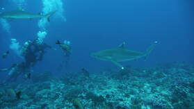 Silvertip Shark, darüber Gray Reef Shark; Tauchgang am Außenriff von Passe d'Avatoru.
