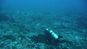 Silvertip Shark, dahinter Gray Reef Shark; Tauchgang am Außenriff von Passe d'Avatoru.