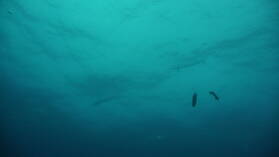 Sailfish; Tauchgang am Außenriff von Passe de Tiputa.