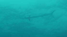 Sailfish; Tauchgang am Außenriff von Passe de Tiputa.