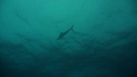 Sailfish; Tauchgang am Außenriff von Passe de Tiputa.