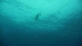 Sailfish; Tauchgang am Außenriff von Passe de Tiputa.