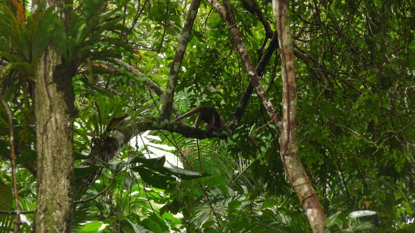 Tamandua (Ameisenbär).