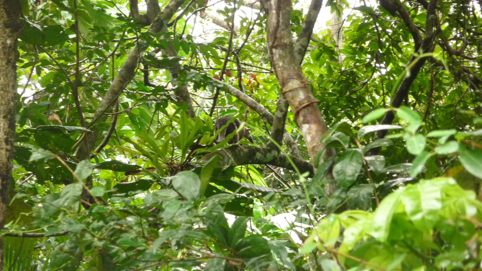 Tamandua (Ameisenbär).