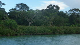 Im Rio Chagres.