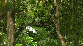 Tamandua (Ameisenbär).