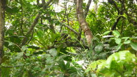 Tamandua (Ameisenbär).