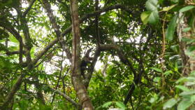 Tamandua (Ameisenbär).