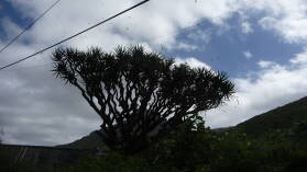 Spinnen...(Wanderung von Praia Branca nach Faja de Cima, Sao Nicolau)