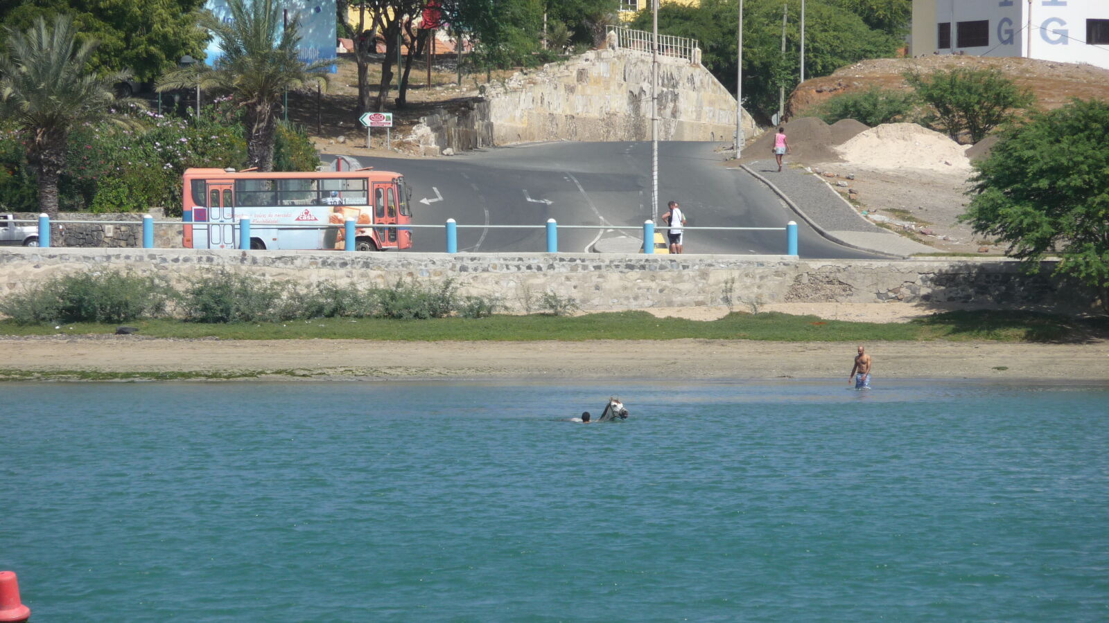 Pferd im Hafen von Mindelo / Sao Vicente.