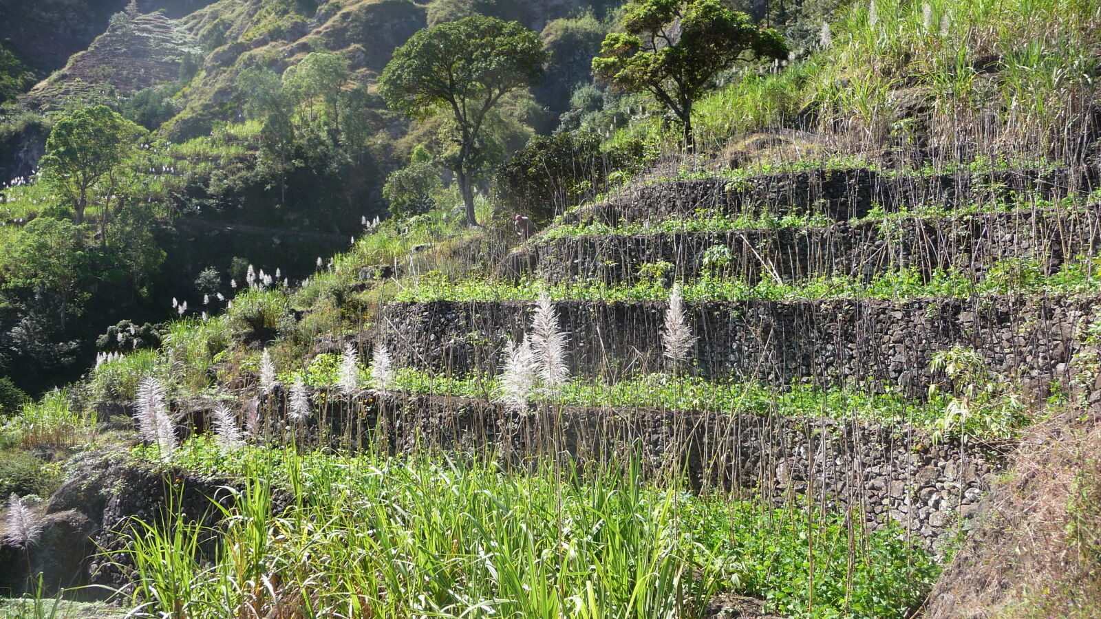 Ribeira do Paul / Santo Antao.
