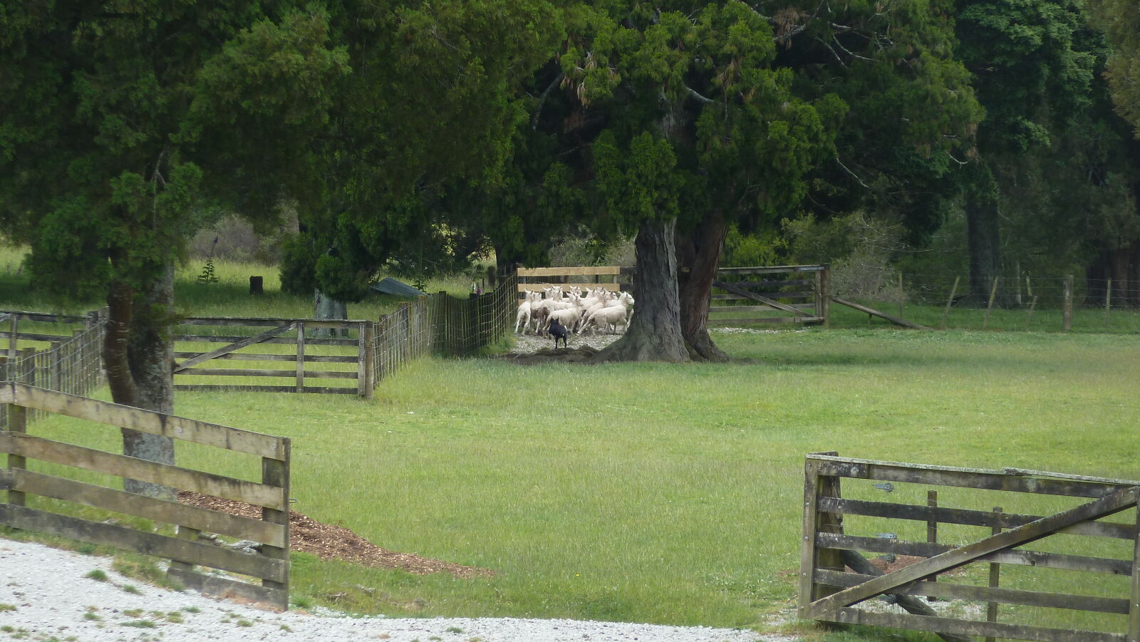 Schafe zusammentreiben in Sheep World.