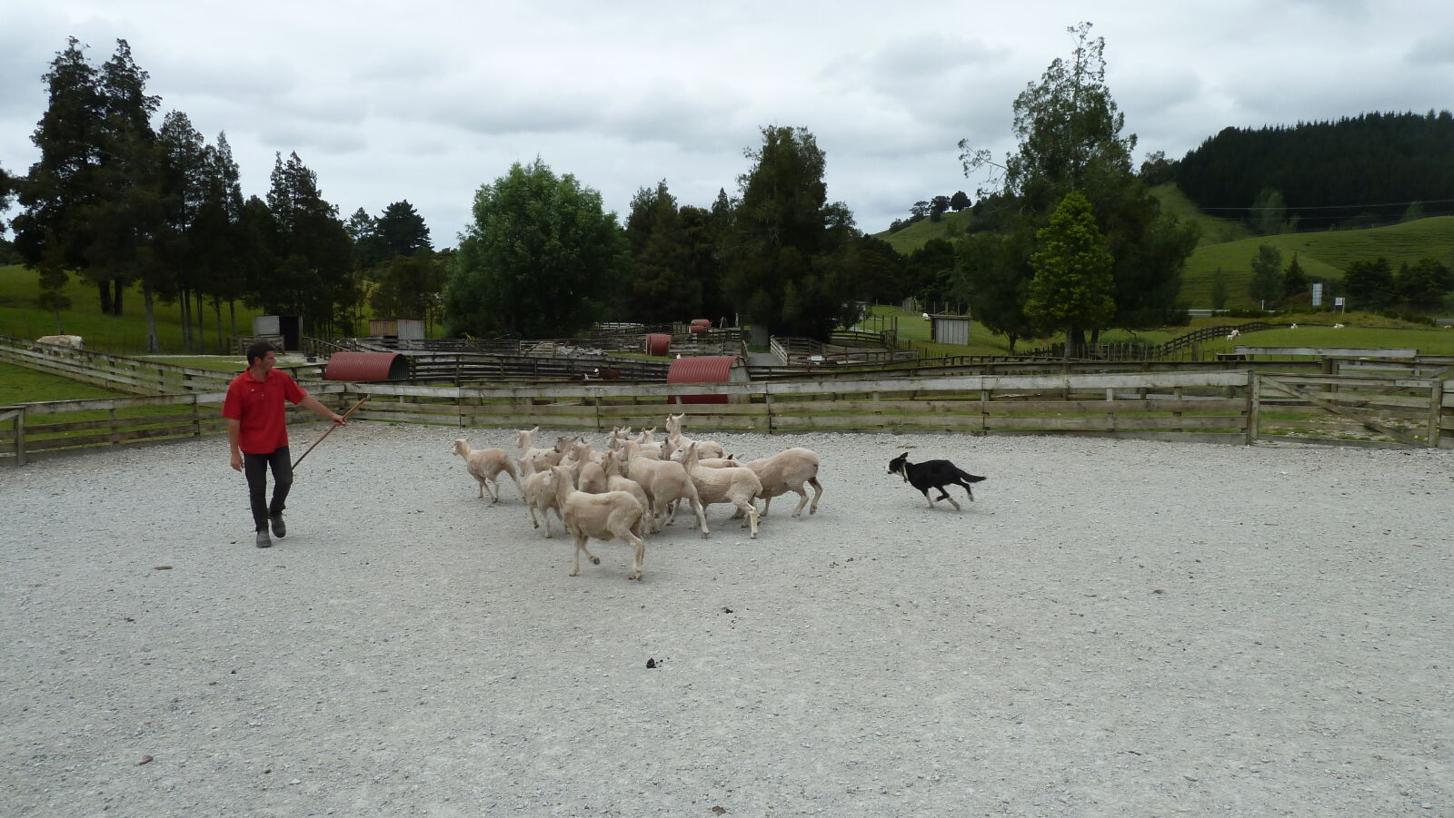 Schafe zusammentreiben in Sheep World.