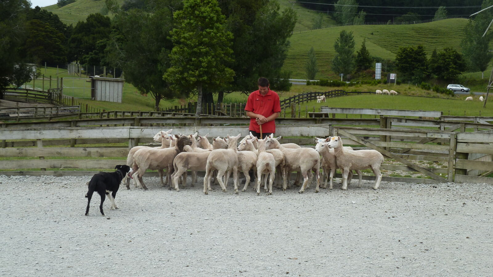 Schafe zusammentreiben in Sheep World.