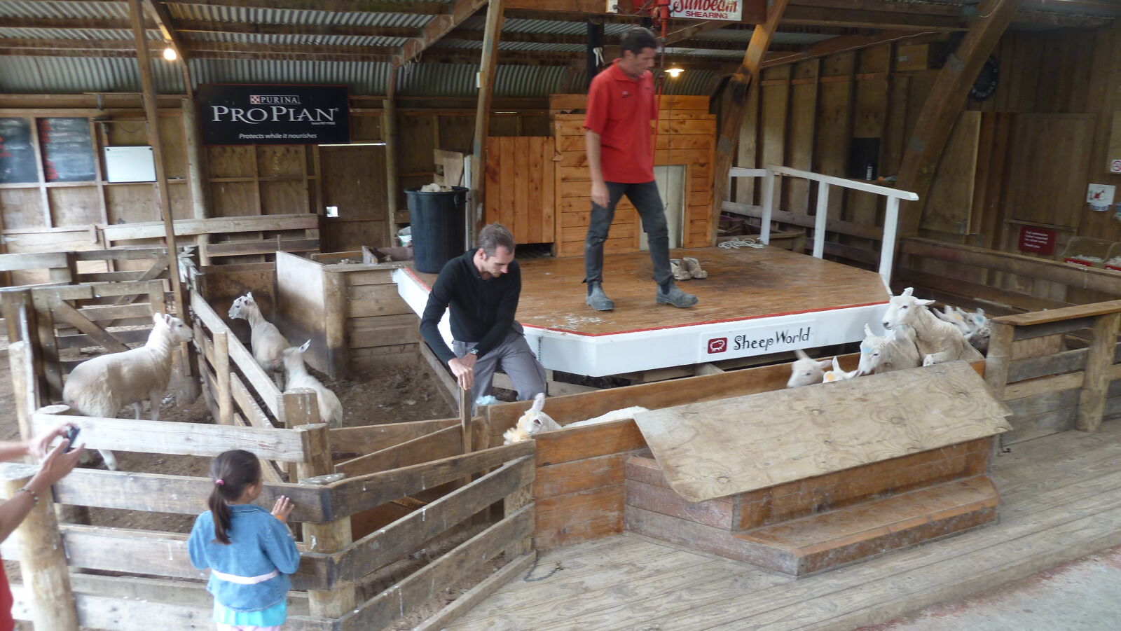 Schafe sortieren in Sheepworld.