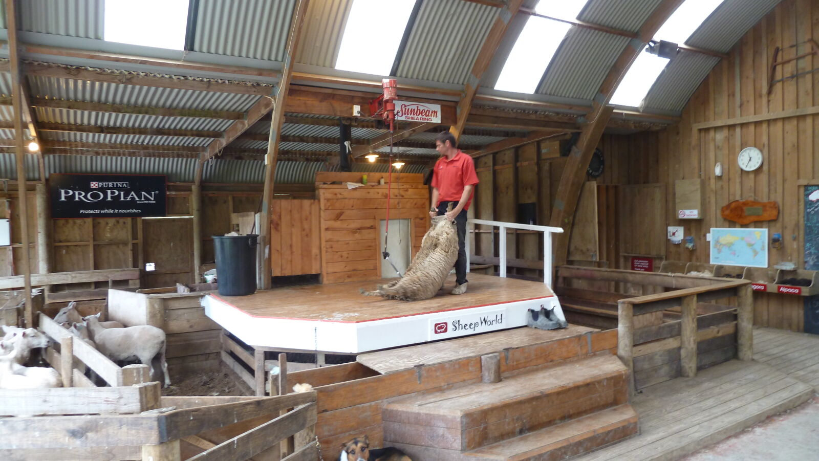 Schaf scheren in Sheep World.