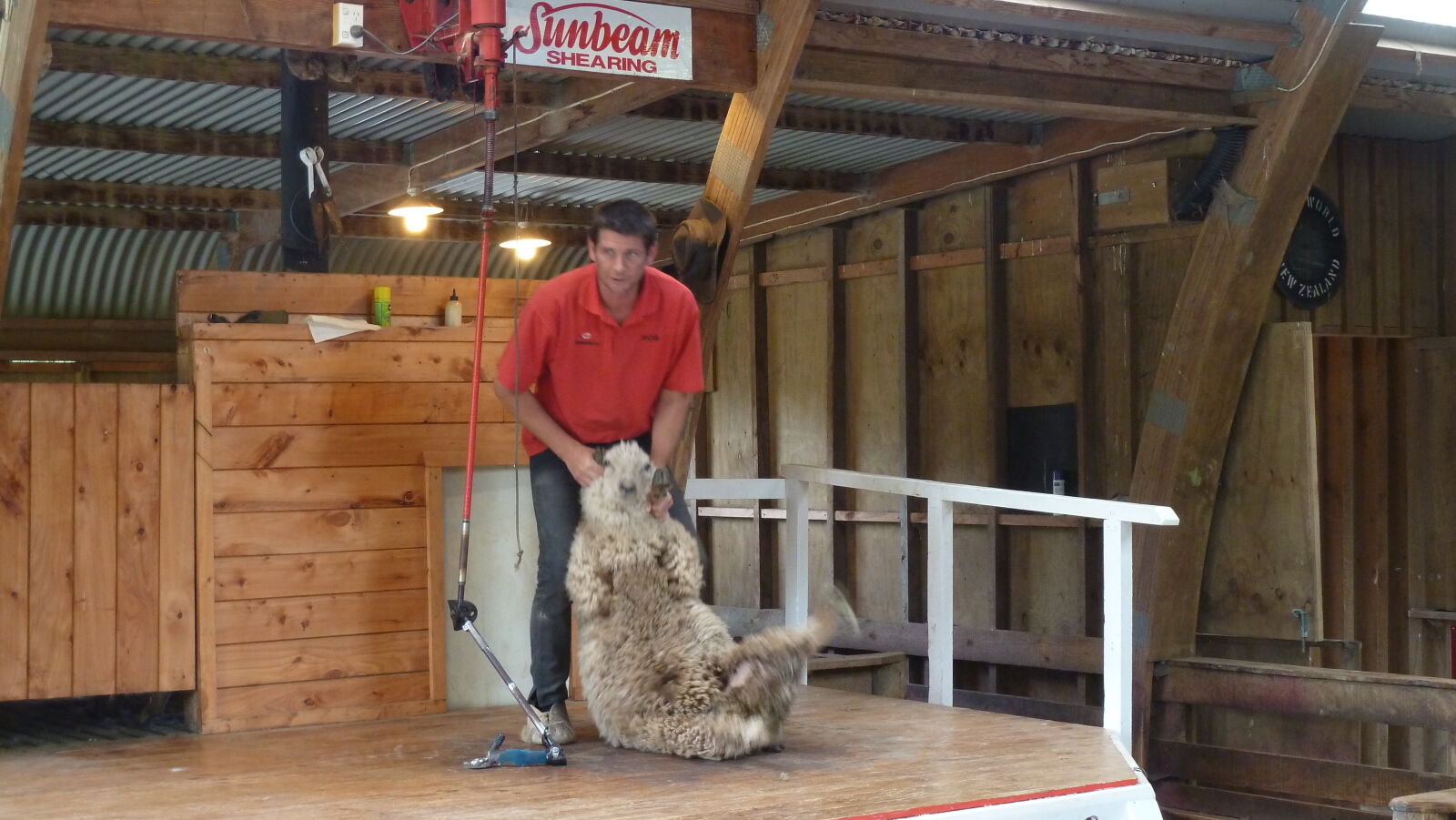 Schaf scheren in Sheep World.