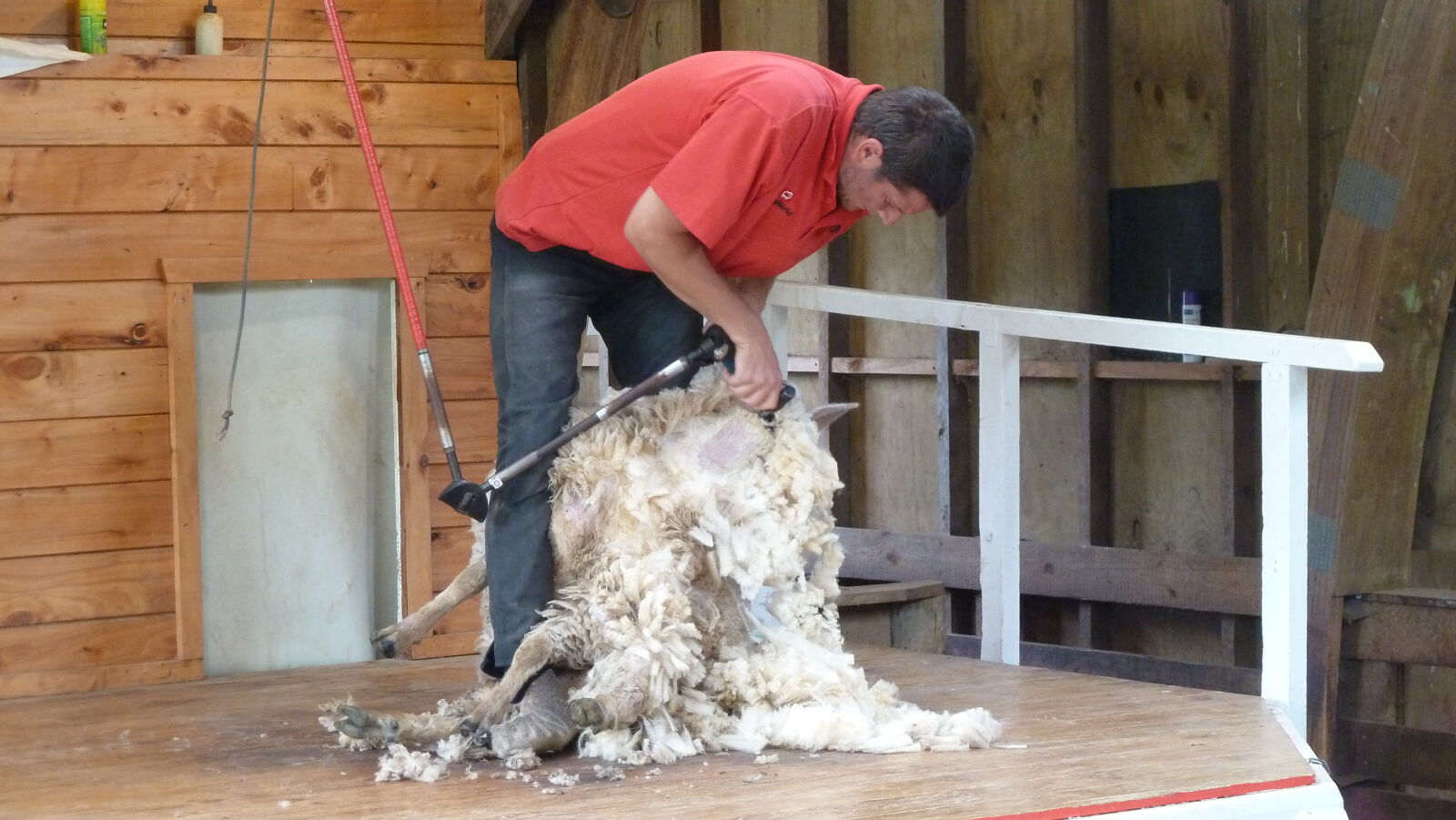 Schaf scheren in Sheep World.
