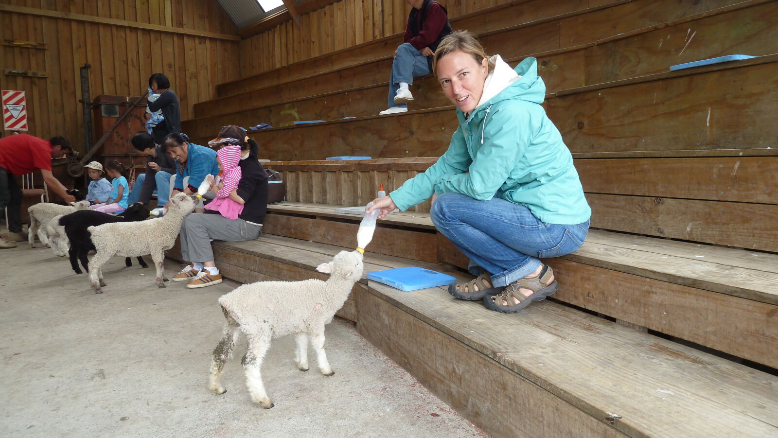 Schaf füttern in Sheep World.