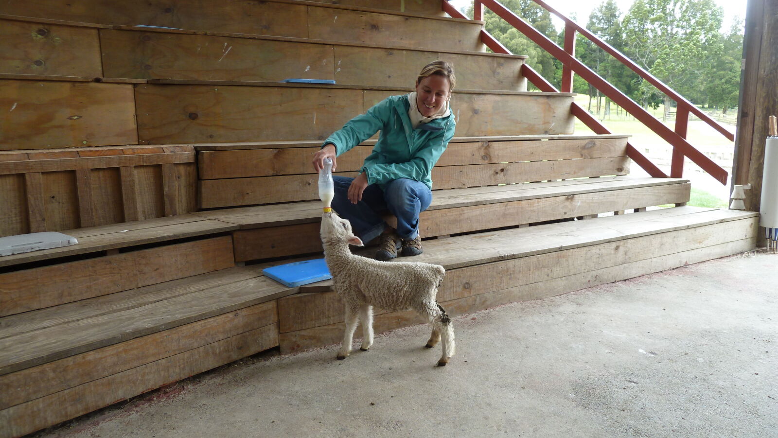 Schaf füttern in Sheep World.