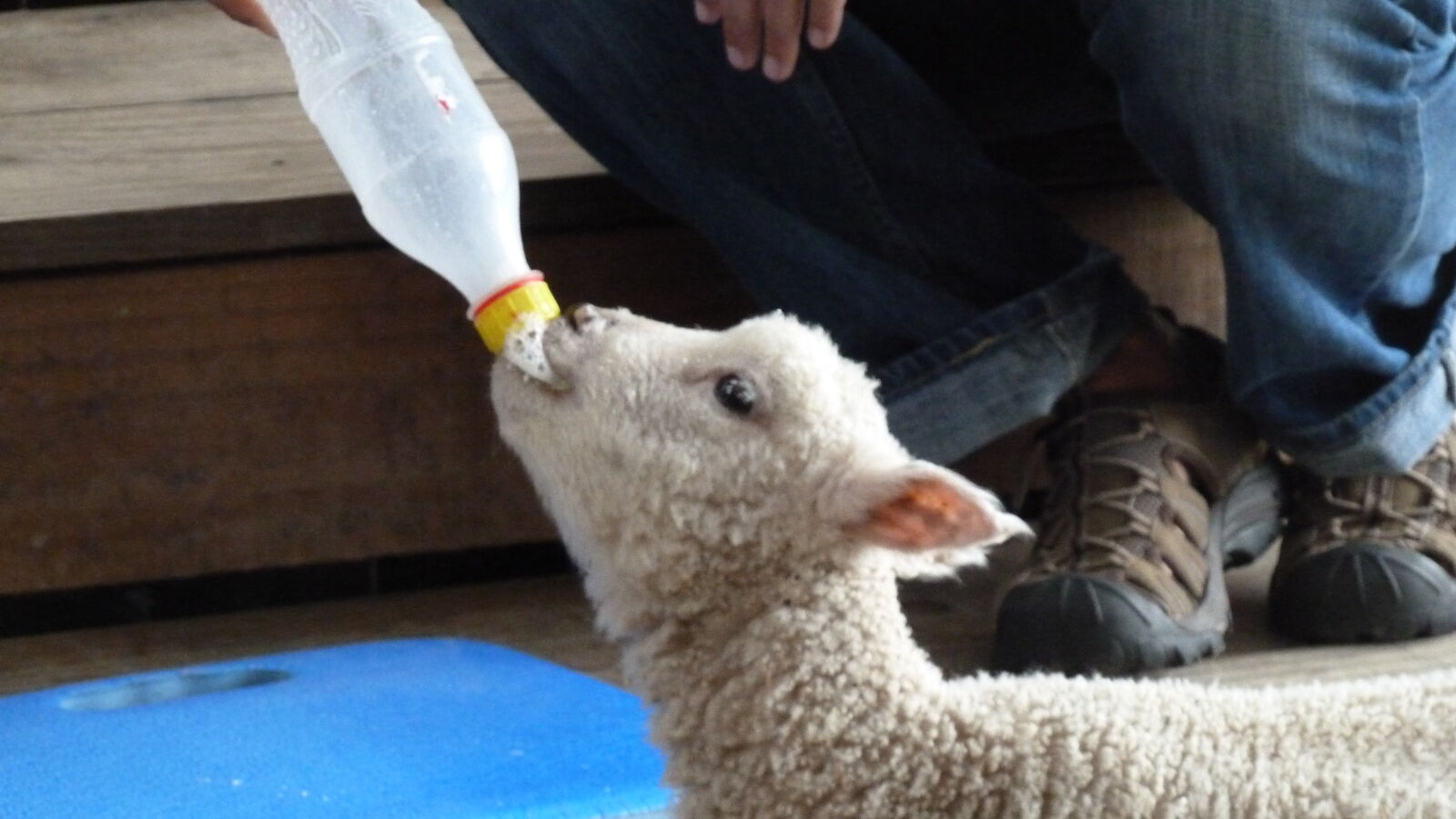 Schaf füttern in Sheep World.