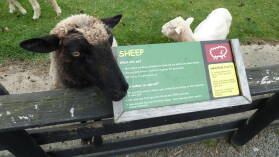 Sheep World.