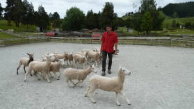 Schafe zusammentreiben in Sheep World.