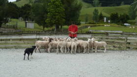 Schafe zusammentreiben in Sheep World.
