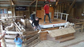 Schafe sortieren in Sheepworld.
