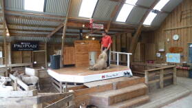 Schaf scheren in Sheep World.
