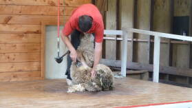 Schaf scheren in Sheep World.