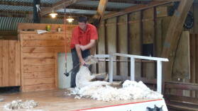 Schaf scheren in Sheep World.