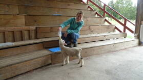 Schaf füttern in Sheep World.