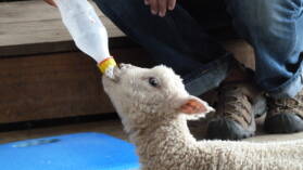 Schaf füttern in Sheep World.