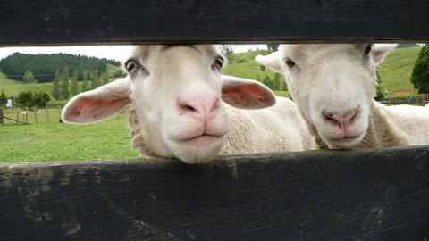 Sheep World (NZ)