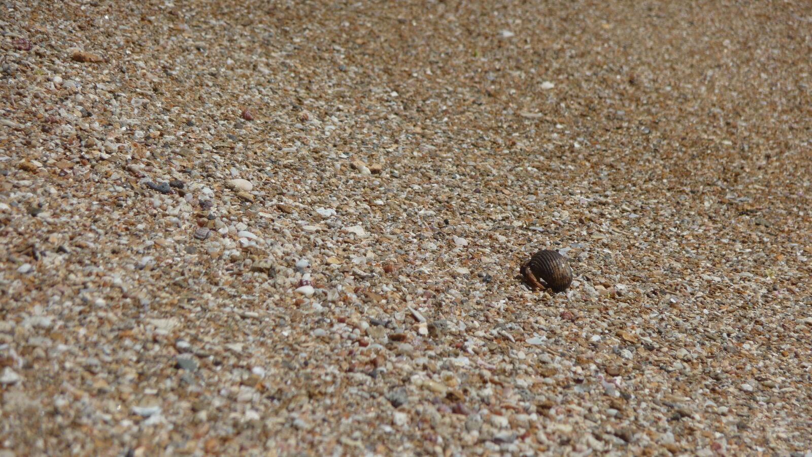 Am Strand.