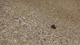 Am Strand.