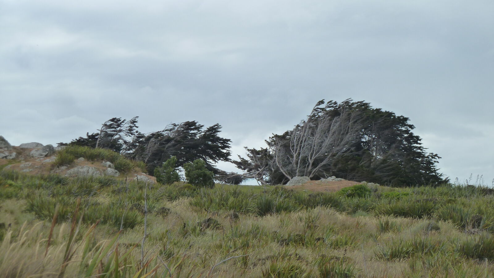 Windswept Trees.