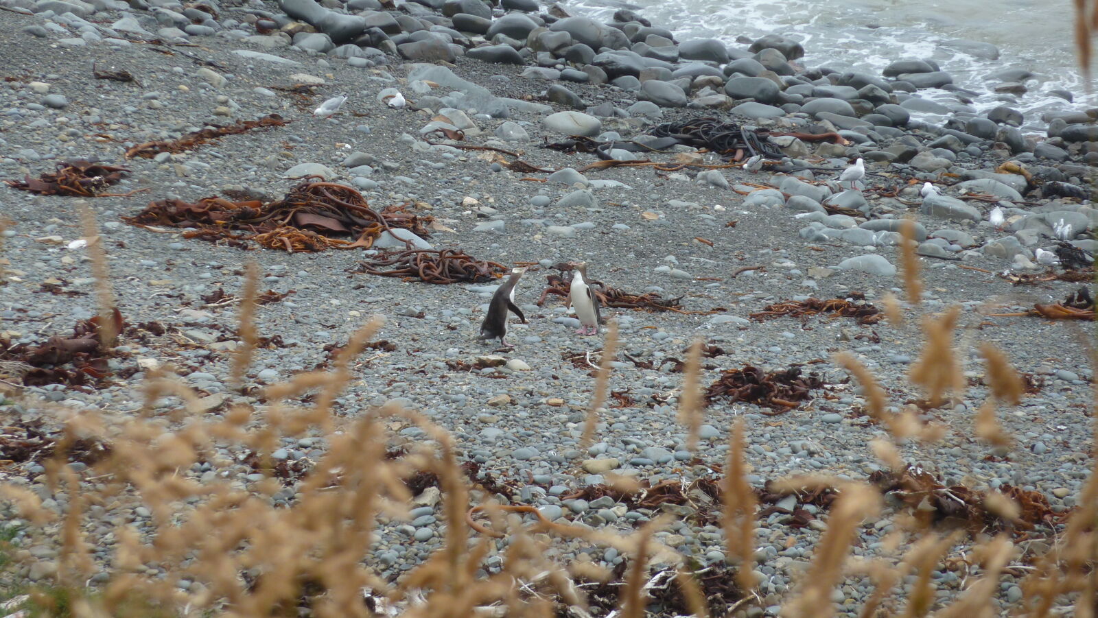 Yellow Eyed Penguins.