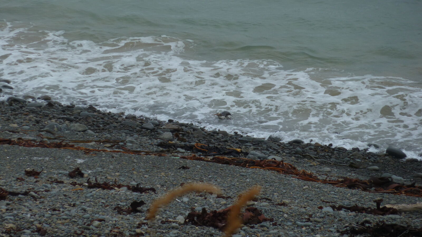 Yellow Eyed Penguin.
