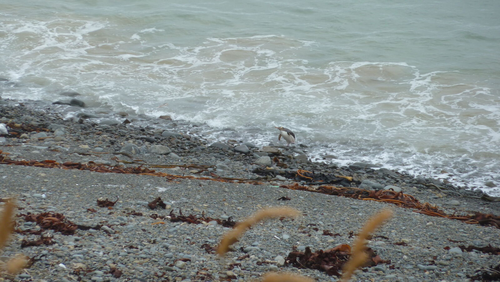 Yellow Eyed Penguin.