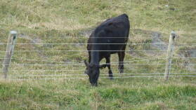 The grass is always greener...