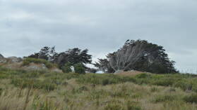 Windswept Trees.