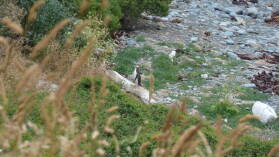 Yellow Eyed Penguin.