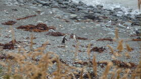 Yellow Eyed Penguins.